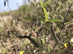 Crotalaria bialata