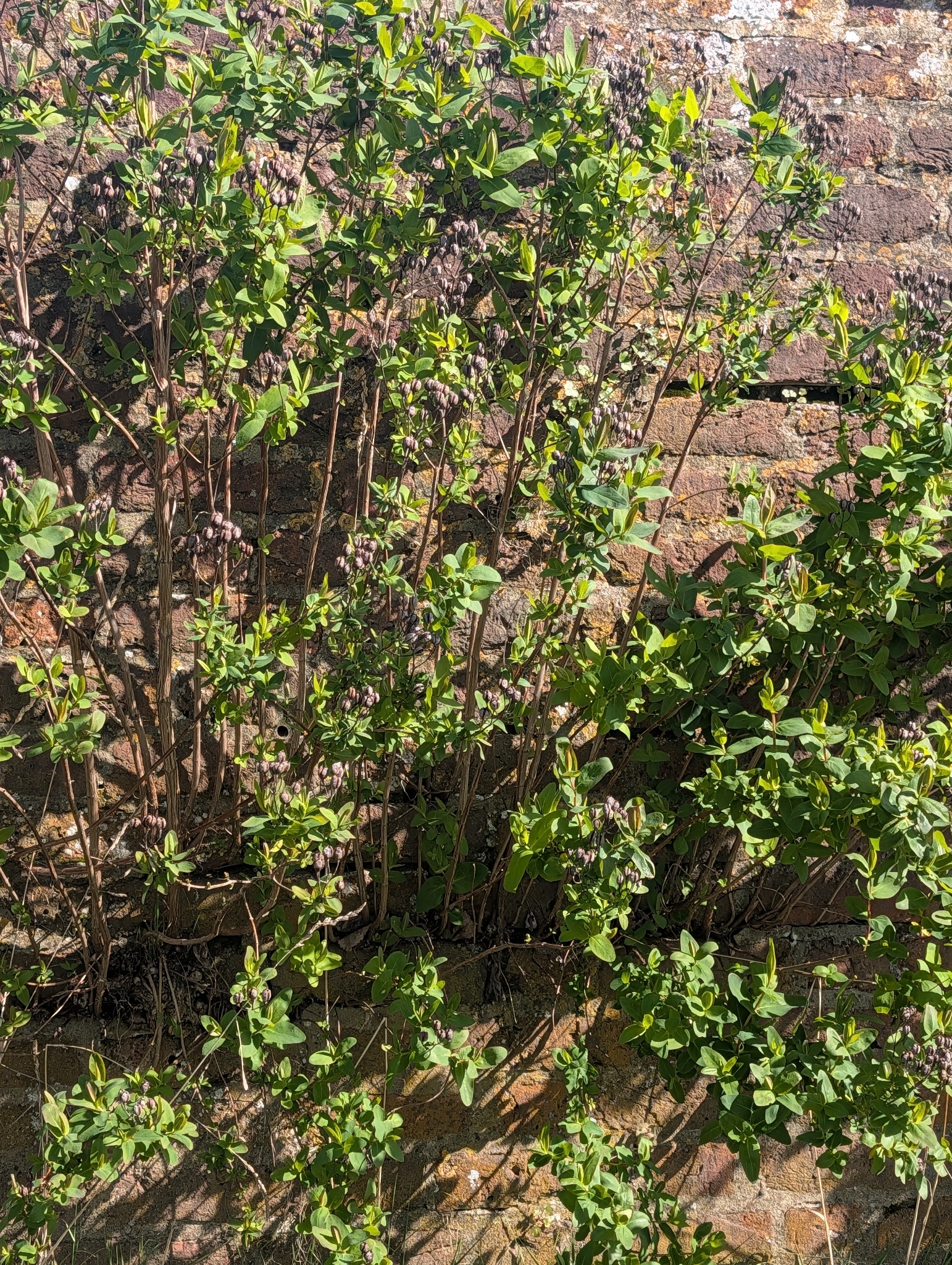 Stinking Tutsan (Hypericum hircinum)