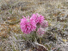 Pedicularis alopecuroides