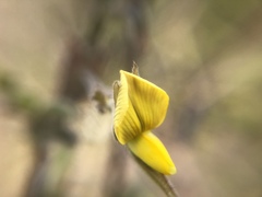 Crotalaria bialata