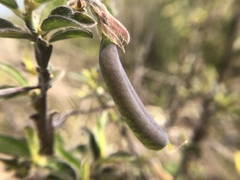 Crotalaria bialata