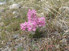 Pedicularis alopecuroides