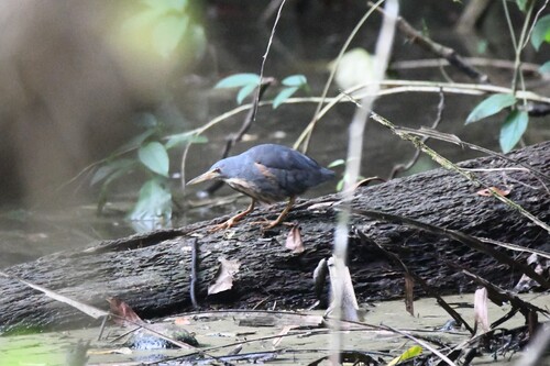 iNaturalist image