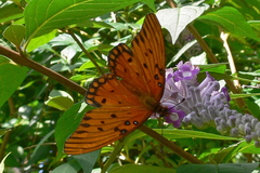 Dione vanillae