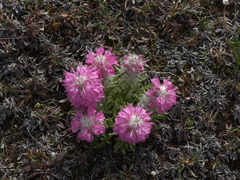 Pedicularis alopecuroides