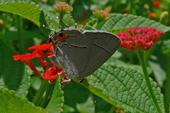Strymon melinus