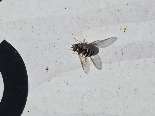 Unknown species found near Sullivan County, US-NY, US