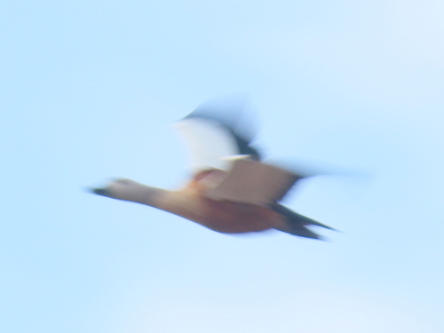 iNaturalist: (c) Gigi Laidler, some rights reserved (CC BY-NC), uploaded by Gigi Laidler iNaturalist image