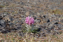Pedicularis alopecuroides
