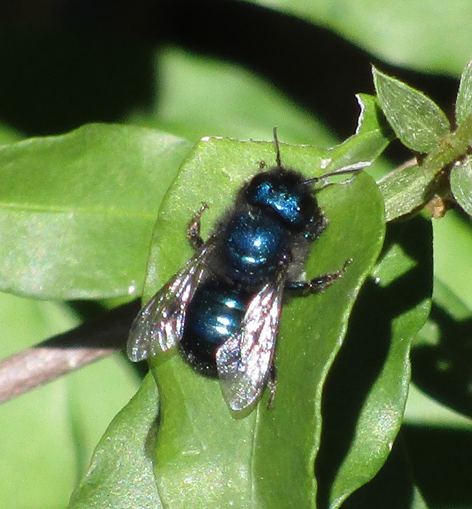 Mason, Leafcutter, Carder, and Resin Bees