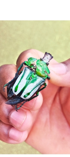 Regal Fruit Chafer