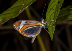 Dismorphia theucharila fortunata