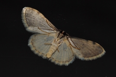 Scopula nigrinotata