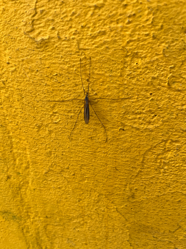 Unknown species found near Monterey, CA, US