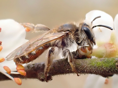 Andrena ventralis