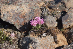 Pedicularis alopecuroides
