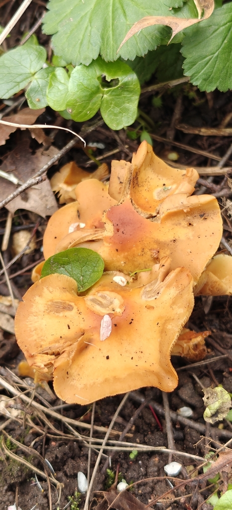 Kuehneromyces mutabilis · March 2026 · photo: © stuartfraser (iNaturalist, cc-by)