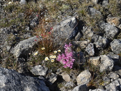 Pedicularis alopecuroides