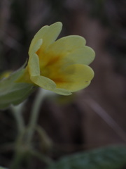 Primula × polyantha