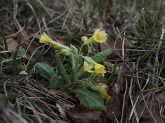 Primula × polyantha