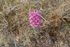 Pedicularis alopecuroides