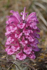 Pedicularis alopecuroides