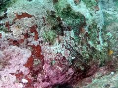 Chorisochismus dentex