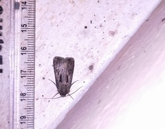 Agrotis spinifera