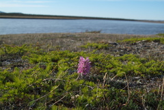 Pedicularis alopecuroides