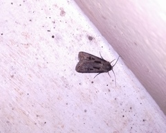 Agrotis spinifera
