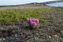 Pedicularis alopecuroides