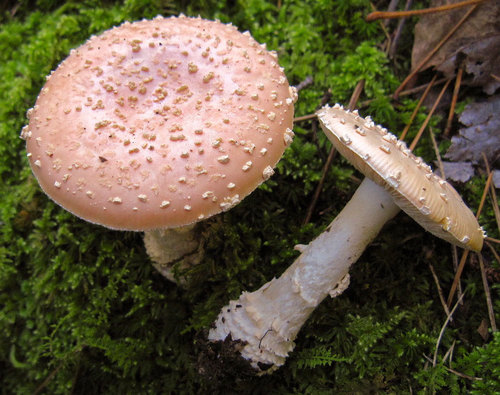 Peach-Colored Fly Agaric