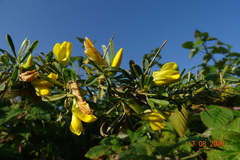 Caragana spinosa