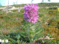 Pedicularis alopecuroides
