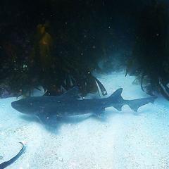 Triakis megalopterus