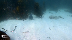 Triakis megalopterus