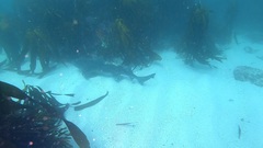 Triakis megalopterus