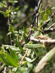 Lycianthes lycioides