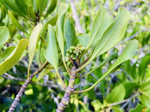 rib-fruited yellow mangrove