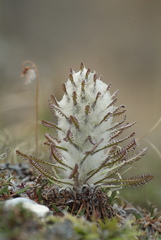 Pedicularis alopecuroides
