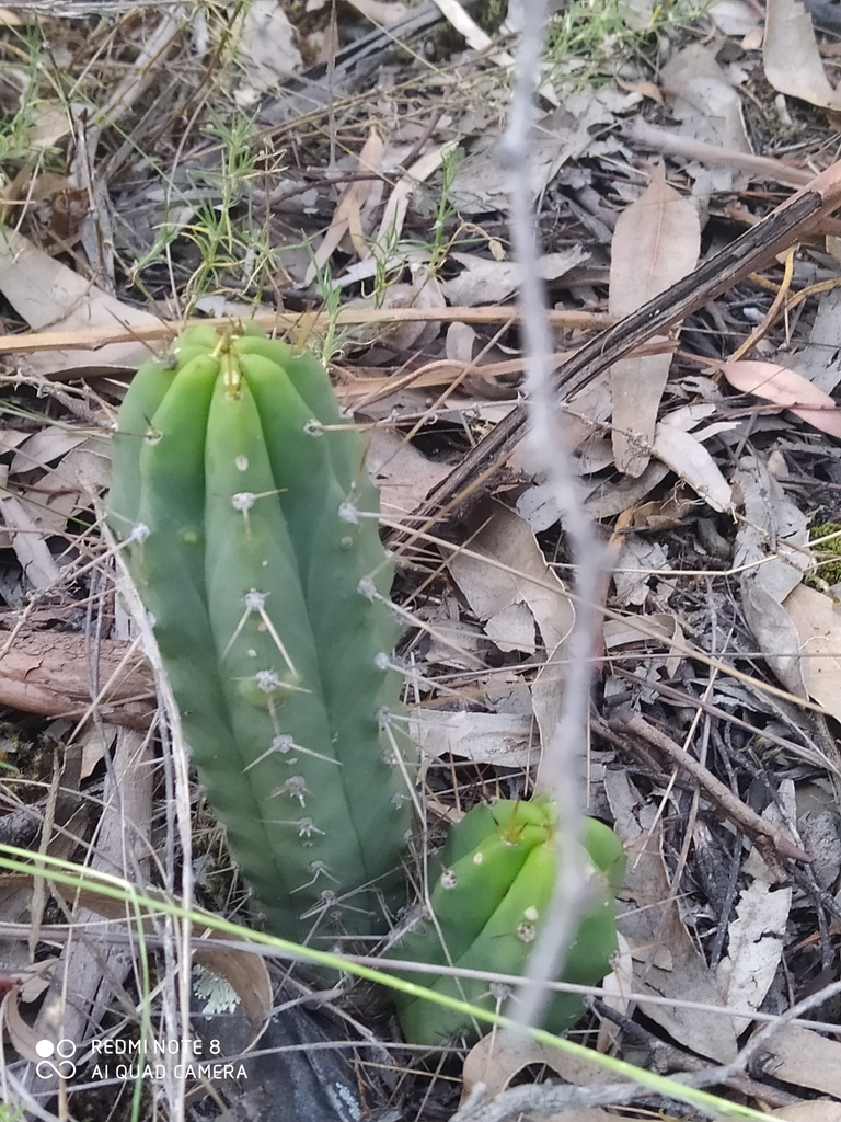 Bolivian torch cactus from Cota Cota, La Paz, Bolivia on March 07, 2020