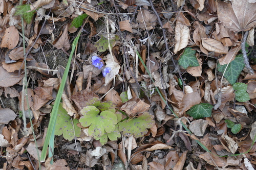 Hepatica transsilvanica, photograph 1