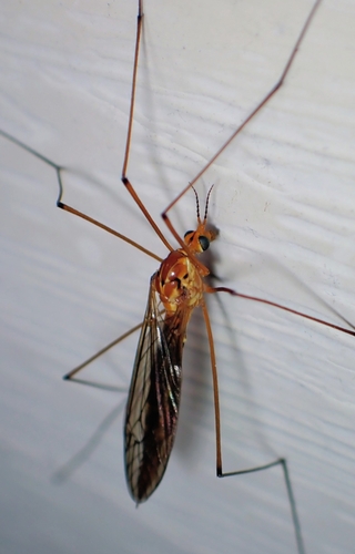 Unknown species found near Lenoir, NC, USA