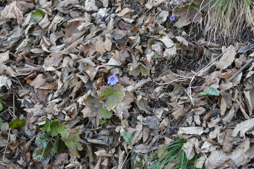 Transylvanian Hepatica (Hepatica transsilvanica)