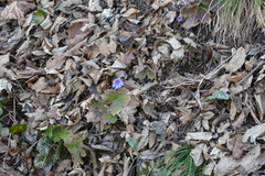Transylvanian Hepatica (Hepatica transsilvanica)