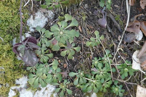 Saxifraga cuneifolia (Saxifraga cuneifolia)
