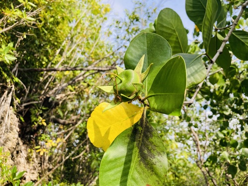Apple Mangrove