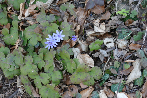 large blue hepatica (Hepatica transsilvanica)