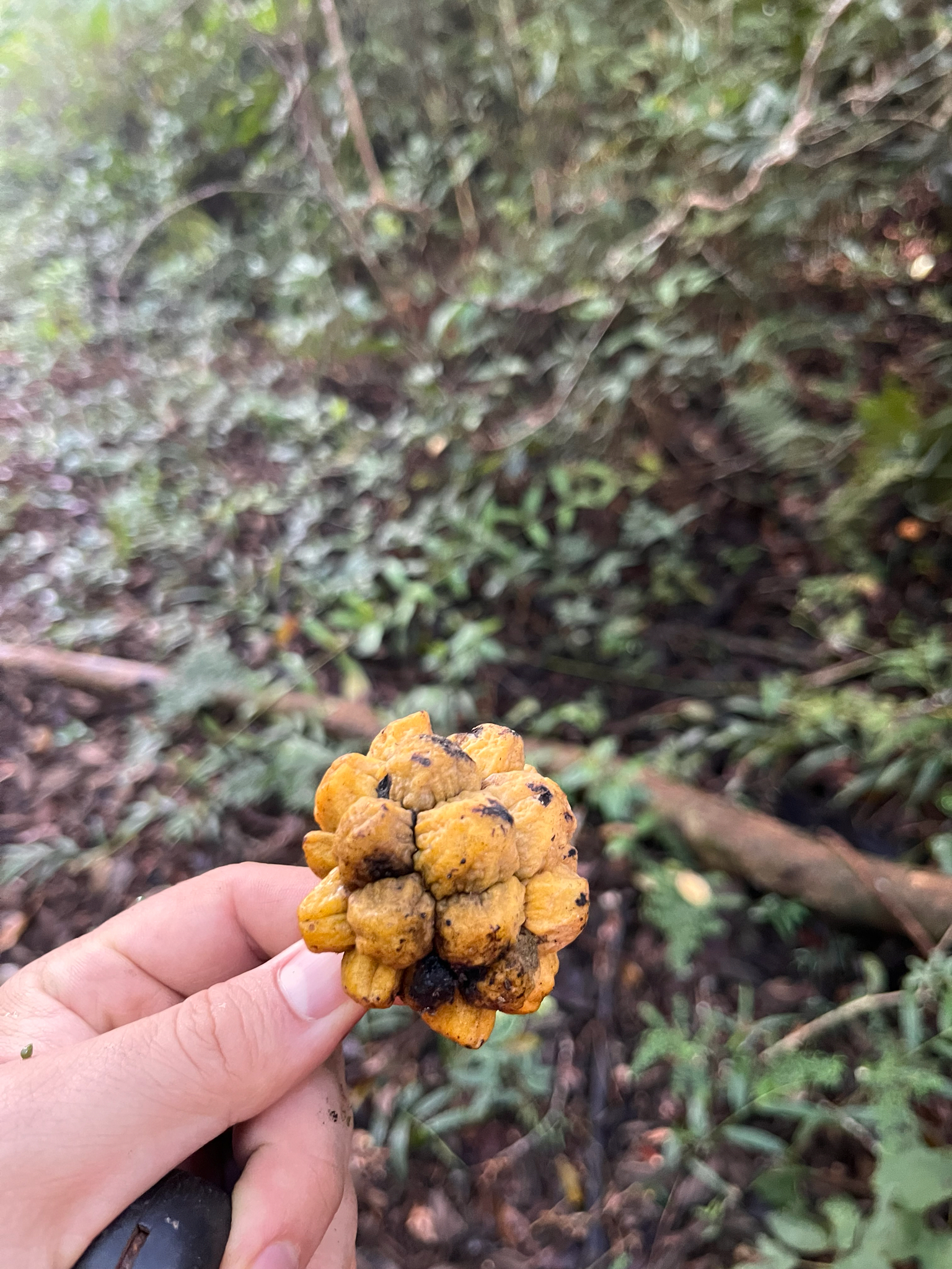 Annona mucosa