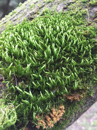 Image of Alsia californica by (c) LJ Moore-McClelland, some rights reserved (CC BY)